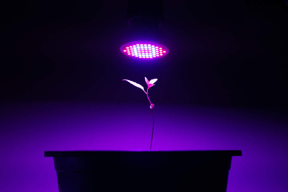 Pianta che cresce sotto una lampada led Doppioslash